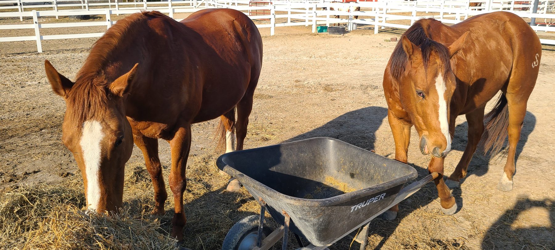 Two horses at feeding time